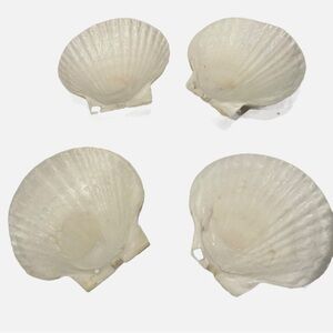 Vintage Natural Scalloped Shell Decor Cream Set of 4 Sticker “Made in Japan”